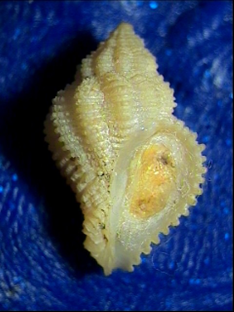 Coralliophila trigoi e C. panormitana